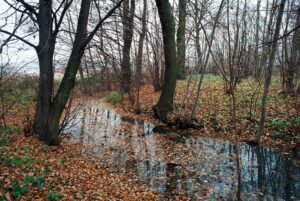 GÓRZYN, widok na W odcinek fosy i kopca (fot. D. Nowakowski)