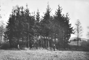 GRUSZÓW, widok na grodzisko stożkowate od strony SW według fotografii z 1936 r. (APWr., WSPŚ, sygn. 760, teczka Birkholz)