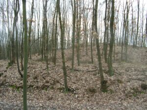 PODGÓRZYCE, widok obwodu warownego i wystającego zza niego szczytu kopca od strony N (fot. D. Nowakowski)