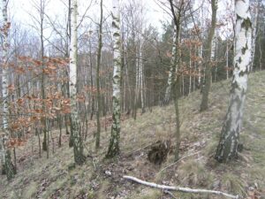 PODGÓRZYCE, widok południowo-zachodniego stoku kopca przechodzącego w naturalne zbocze (fot. D. Nowakowski)