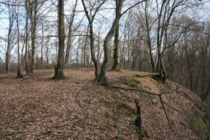 WILKÓW, plateau głównego członu warowni, stan z 2011, fot. A. Boguszewicz