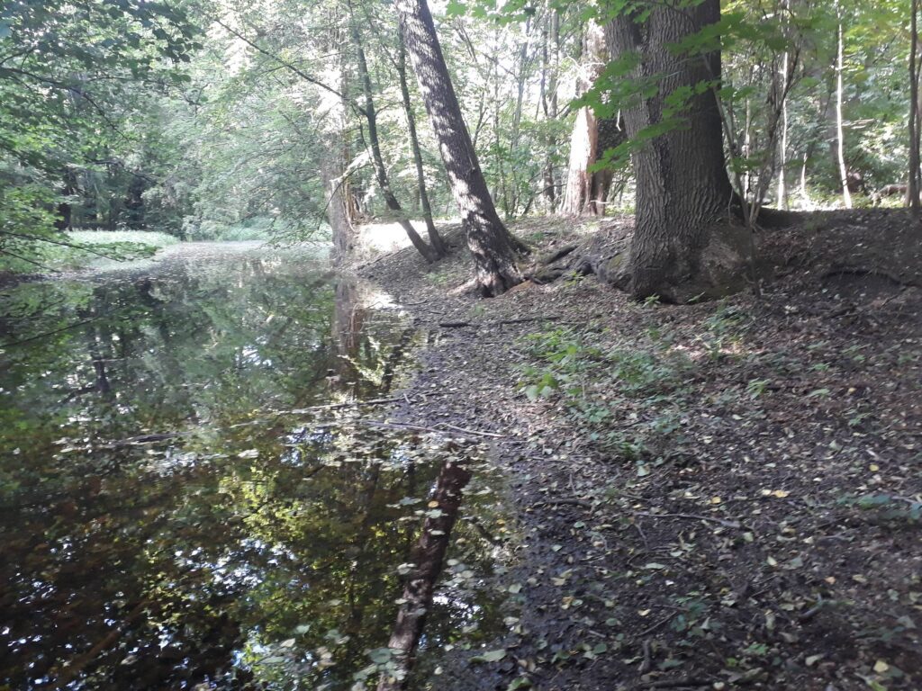 WROCŁAW-STABŁOWICE, widok na zachodni odcinek fosy i fragment plateau północnej części założenia (fot. D. Nowakowski)