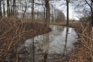 ŻERKÓWEK, widok północno-wschodniego narożnika kopca i odcinka fosy, 2013 r. (fot. D. Nowakowski)