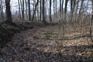 WIADRÓW, dwór dolny (zachodni); widok fosę i wał w kierunku zachodnim (fot. P. Błoniewski 2016)